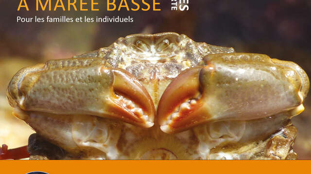 Sortie nature - Safari à marée basse