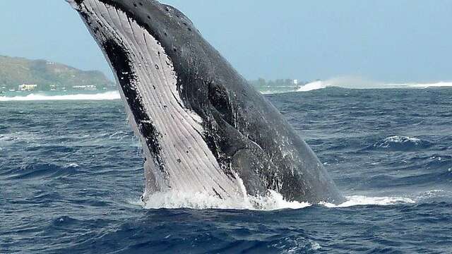 Tahiti Lagoon Paradise - Sortie baleine