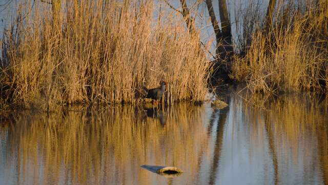 Visite du Marais de Beauchamp