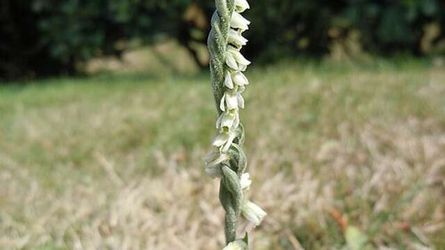 Inventaire participatif de la Flore urbaine - Laval-en Belledonne