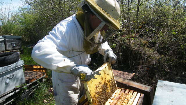Apiculteur - Jean-Paul CHARET