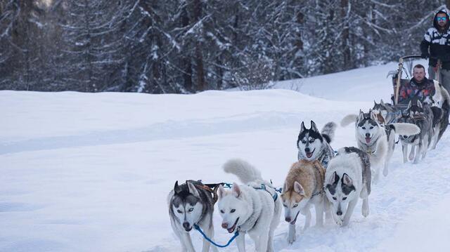 Chiens de traineau