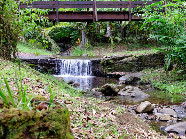 Forêt de Cœur Bouliki