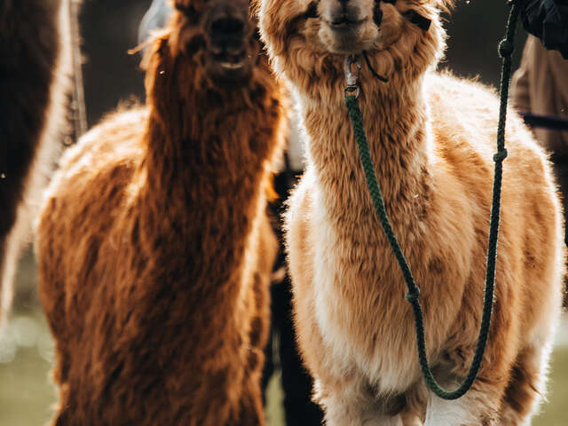 Lama Emoi