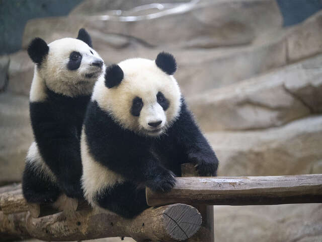 ZooParc de Beauval