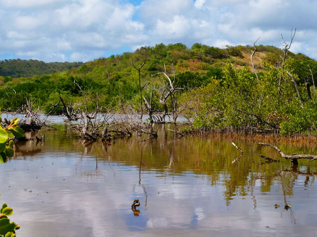Savane des Pétrifications