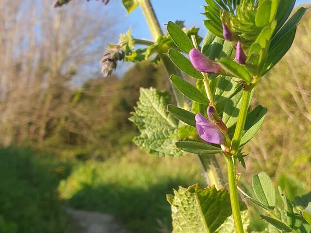 Balade autour des plantes médicinales