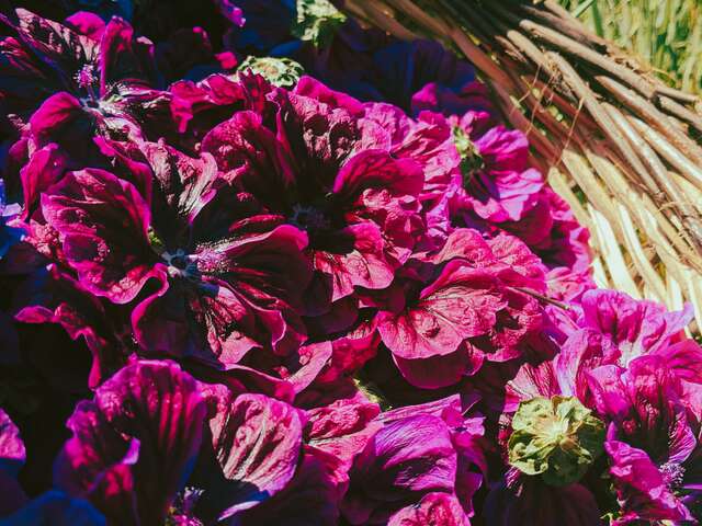 Iloaz, les cosmétiques aux plantes de Belle-île