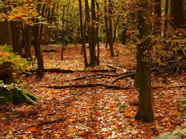 Promenade du Bois de Sandron