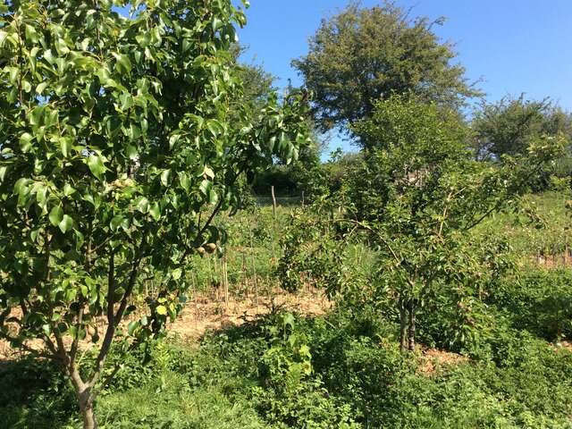 Bienvenue dans mon jardin au naturel