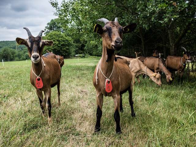 LA CHEVRE QUI RIT