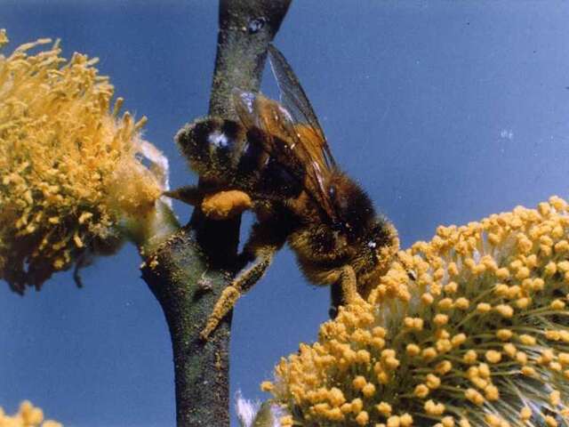 Les Abeilles du Périgord