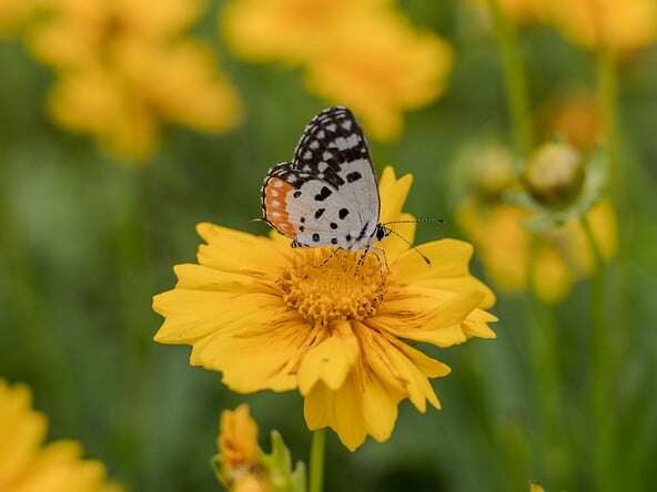 Fête de la Biodiversité Paysanne à Allas les Mines
