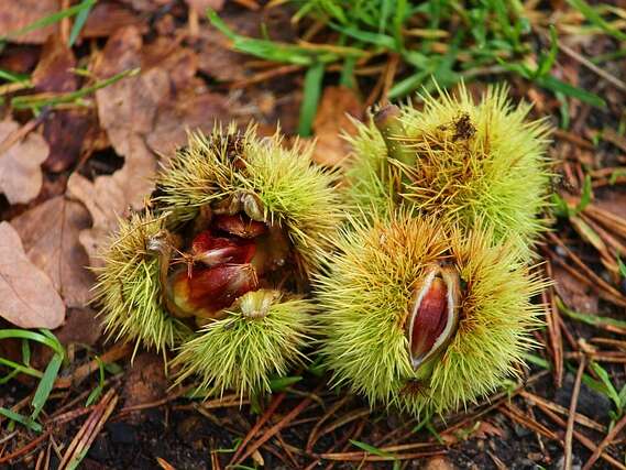 Inauguration d'un nouveau parcours autour de la chataigne au Domaine de Rapatel