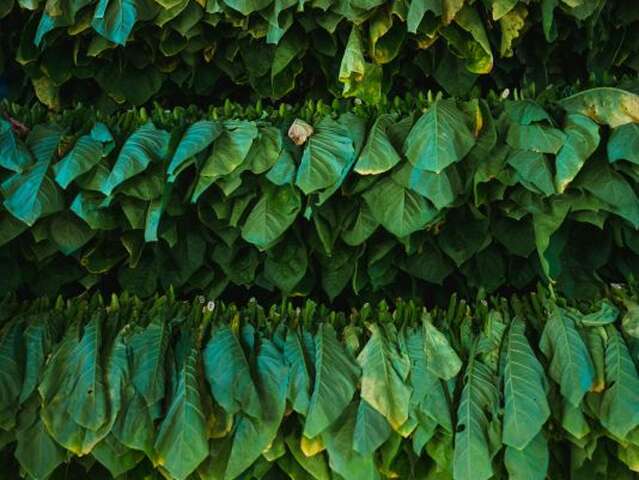 Causerie - Le tabac à Campagne