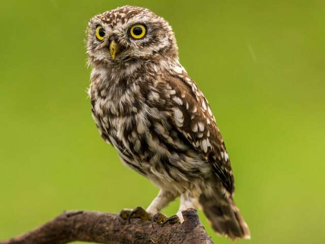 Printemps de la biodiversité - Nuit de la chouette