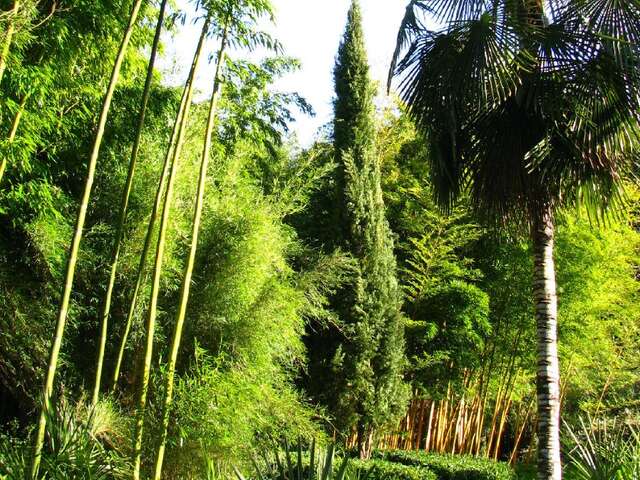 Jardin les Bambous de Planbuisson