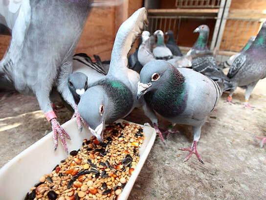 Eté à la ferme: les Colombiers de la Xaintrie, élevage de pigeons