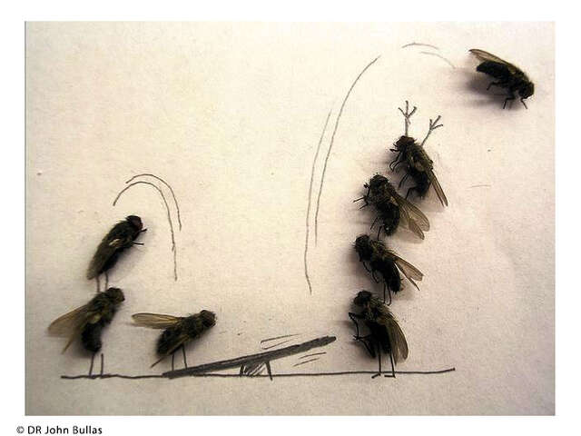 MUSCA LIBERA