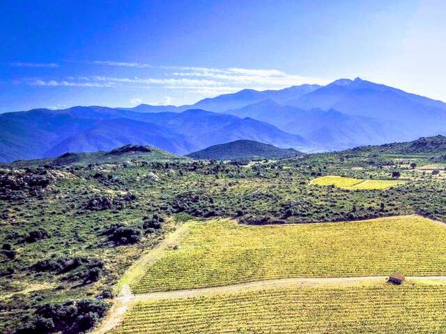 MAISON ALBERA - VIGNES D'ALTITUDE