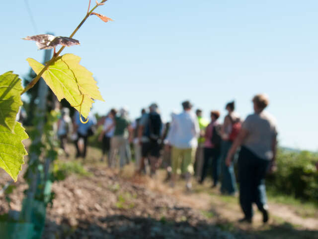 Marçon - Randonnée à travers le vignoble