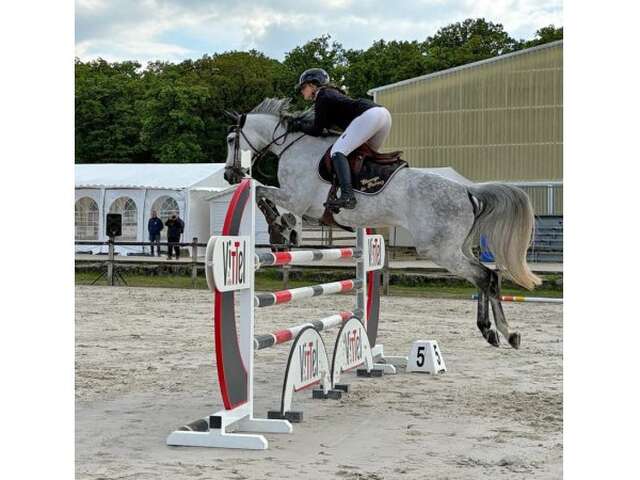 Concours de saut d'obstacle jeunes chevaux