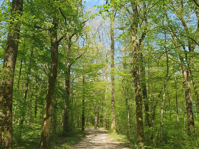 Circuit pédestre 16 forêt parc - 5.4 km
