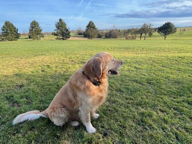 Balade éducative pour chien