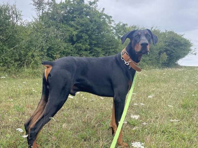 Drole Da Flaire - Educatrice Canine