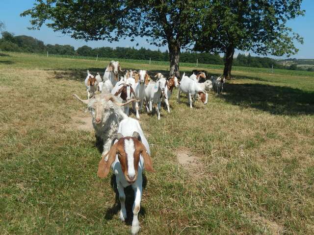 La grange aux chèvres