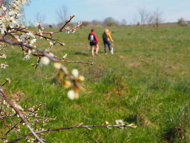 LA PELOUSE DU CUVEGNEY À ROLLAINVILLE