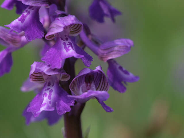 Le coteau de la riviere à Autigny-la-Tour