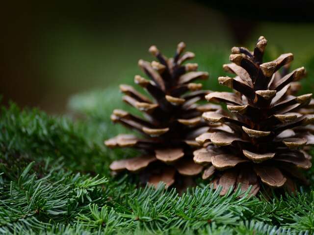 EN ATTENDANT NOËL - CRÉATION DE COURONNE DE NOËL