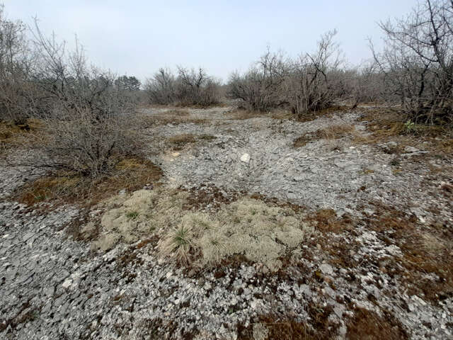 Découverte de la pelouse calcaire de la cumène et de la crotte des brebis