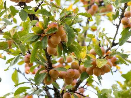 L'atelier des champs