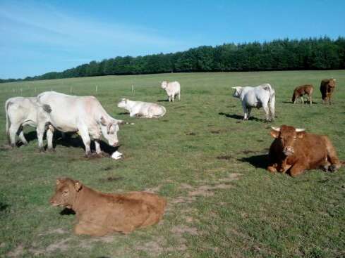 FERME LE BŒUF DE LA RUE