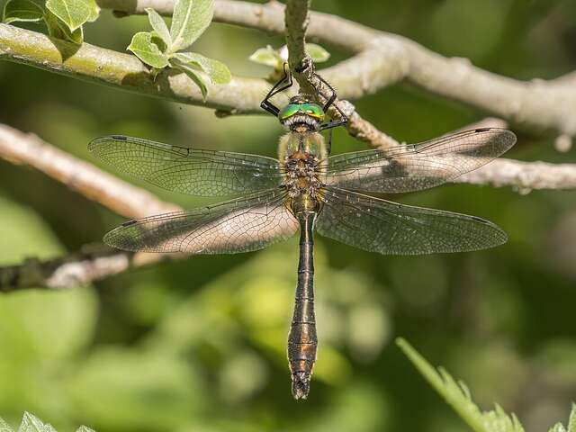 Au pays des libellules
