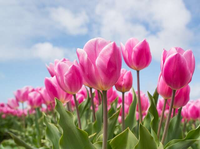 Opération Tulipes contre le cancer