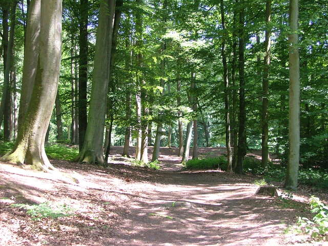 Randonnée pédestre en forêt de Retz