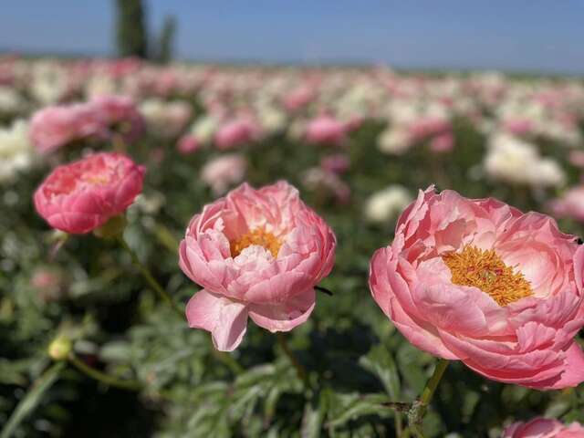 Les pivoines de Picardie