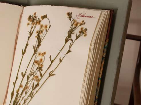 Atelier « De la forêt à l'herbier »