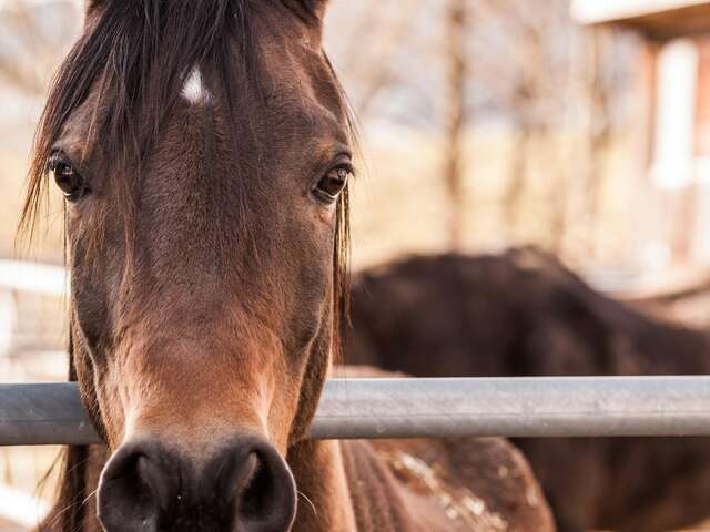 Centre équestre : The Black Beauty