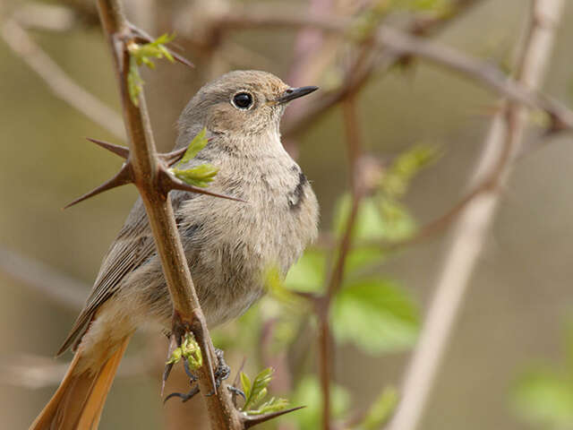 Nature rendezvous: Bird songs