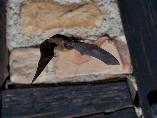 Meeting with nature: Meet the Alsatian stork