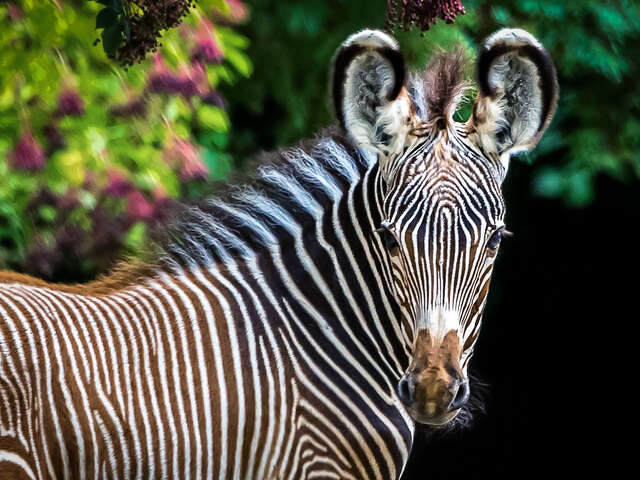 Parc zoologique et botanique