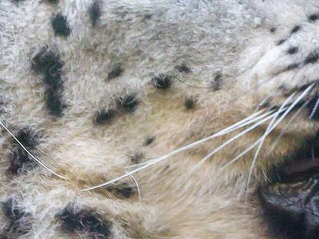 Visite guidée : On a les crocs !