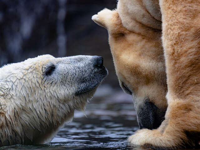 Visite guidée : le zoo s'engage à quoi ? Pourquoi ? Comment ?
