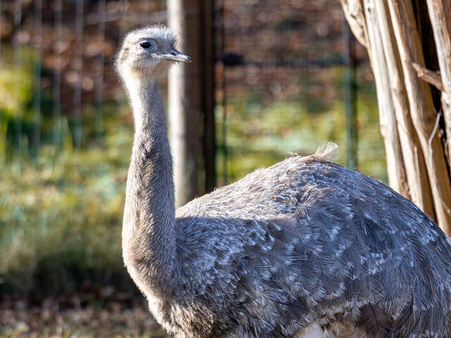 Visite guidée : Charles Darwin et son voyage autour du monde