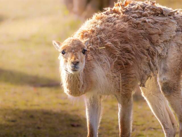 Visite guidée : les animaux, pas si bêtes !