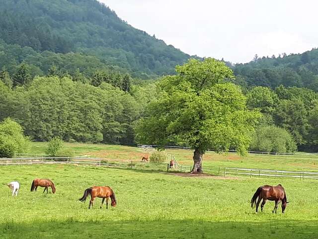 Ecuries de Peyrat Le Château